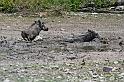 223 Etosha NP, woestijnknobbelzwijn